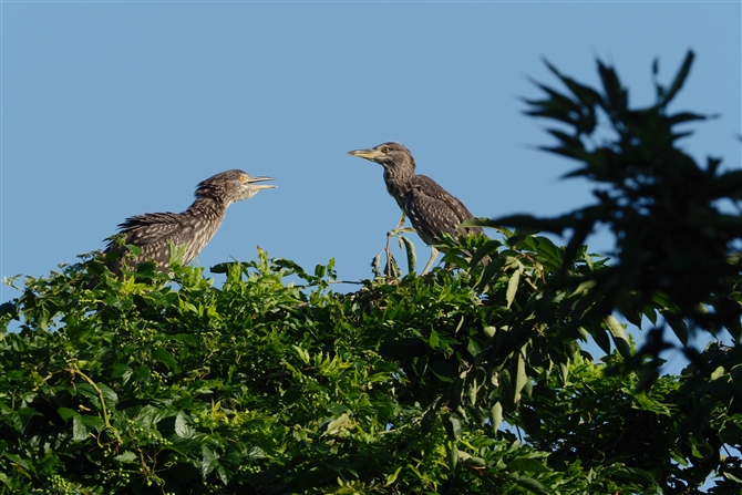 SCTM,Black-crowned Night Heron